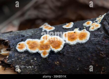 Wilde Pilze im Wald - Basidioradulum radula Stockfoto