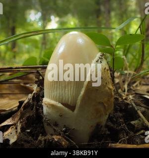 Wilde Pilze, die im Wald wachsen. Pilznahmehilfe. Stockfoto