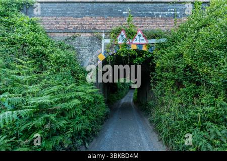 Eine Schotterstraße, die sich unter einer niedrigen Brücke schlängelt und von üppiger Vegetation bedeckt ist, schafft eine ruhige Passage durch die malerische irische Landschaft Stockfoto