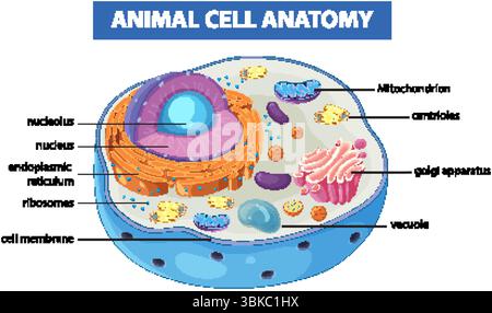 Bunte Vektorillustration einer tierischen Zelle mit markierten Organellen, die Zellstruktur und -Funktion in einem klaren Stil hervorheben Stock Vektor