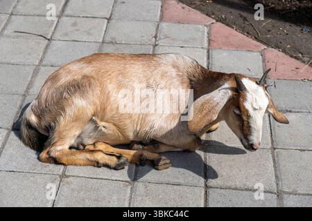 Ziege, die auf einem Ziegelboden liegt. Die Ziege ist braun und weiß. Die Ziege legt sich hin und er ruht sich aus Stockfoto