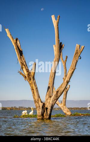 Stümpfe von gelben Akazienbäumen am Naivasha-See und Pelikanen Stockfoto