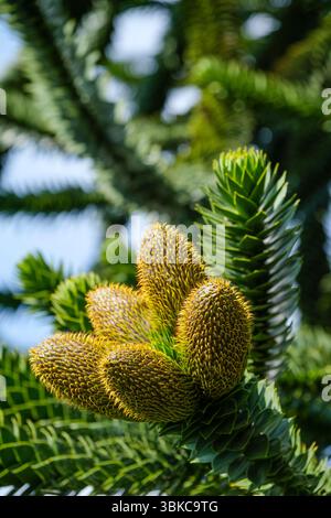 Affen-Puzzle Chili Kiefer Araucaria araucana Stockfoto
