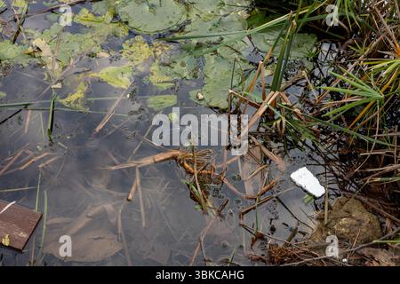 Verschmutztes Wasser mit Schutt und Vegetation in der Nähe von Feuchtgebieten im Nachmittagslicht Stockfoto