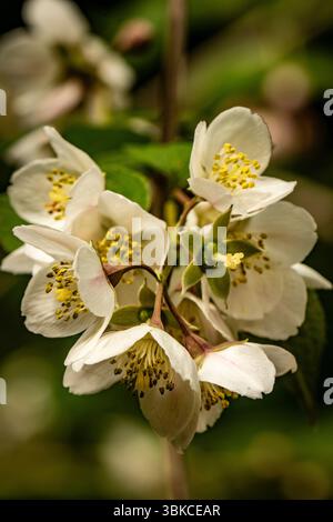 Natürliches Nahaufnahme blühendes Pflanzenporträt von Philadelphus Tomentosus, flauschige Mock Orange, Blüten. Alterswidrig, Hintergrund, unverwechselbar, harmonisch, mutig Stockfoto