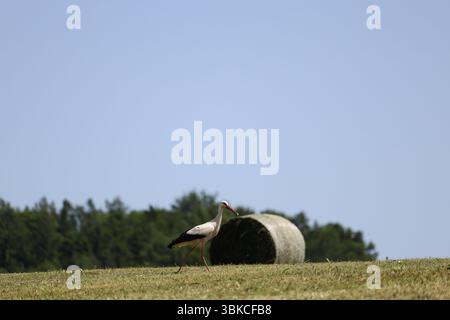 Weißstorch, der mit Heuballen durch die Sommerwiese geht Stockfoto