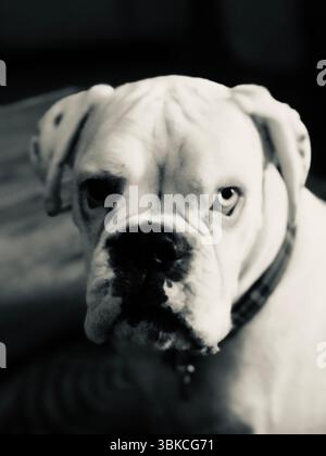 Fantome, der weiße Boxerhund mit Heterochromie (unterschiedlich farbige Augen) Stockfoto