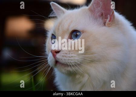 Porträt einer weißen Ragdoll-Katze Stockfoto