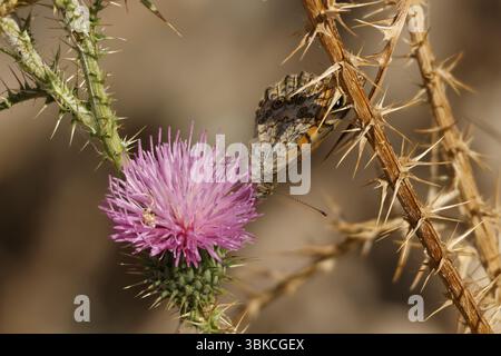 Carduus nigrescens Pflanze mit im späten Frühjahr trocknenden Stämmen und einem Schmetterling auf der Blume, Alcoy, Spanien Stockfoto