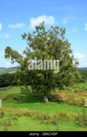 Die silberne Birke steht allein für Schatten und Schutz Grizedale, Lake Disrict vor blauem Himmel mit weißem Stamm und herabhängenden Ästen von reifem Baum. Stockfoto