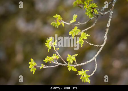 Blattknospen an der alten Eiche (Quercus robur). Nahaufnahme von Zweigen, Knospen und neuen Blättern auf Eiche. Stockfoto