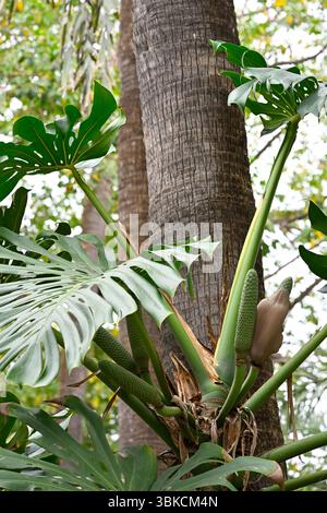 Blätter und Blüten der Schweizer Käsepflanze, Monstera deliciosa, wachsen auf einem Baum Malaga, Spanien April Stockfoto