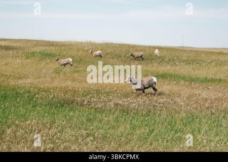 Dickhornschafe und Lämmer werden im Badlands-Nationalpark auf offenem Feld betrieben Stockfoto