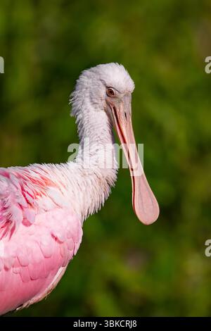Porträt eines unreifen Rosenlöffels Stockfoto