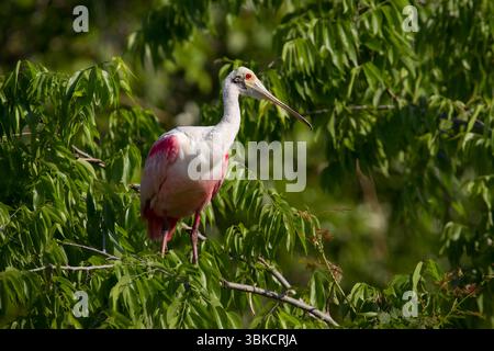 Erwachsener Rosenlöffelschnabel, der auf Ästen in einem Florida-Ro thront Stockfoto