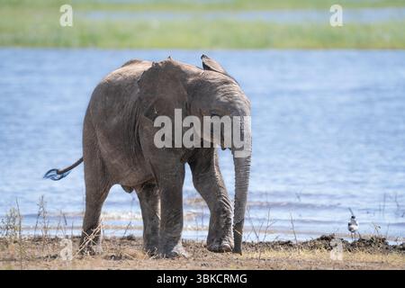 Elefantenkalb (Loxodonta africana Kalb), der am Fluss entlang läuft. Niedlicher Gesichtsausdruck. Chobe International Park, Botswana, Afrika Stockfoto