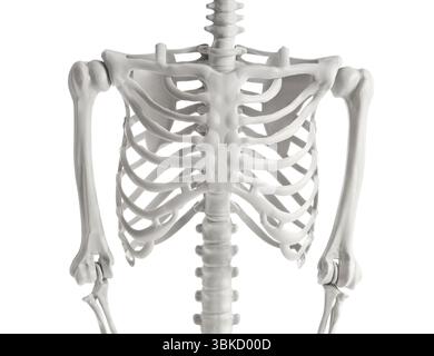 Rippen des menschlichen Skeletts isoliert auf weißem Hintergrund Stockfoto