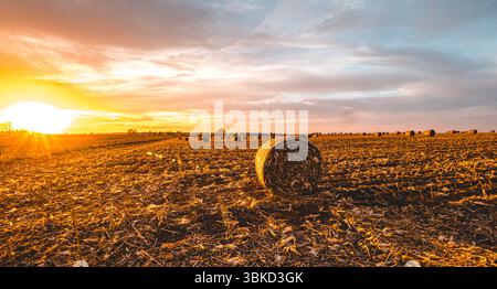 Heuballen verstreut über ein offenes Iowa-Feld bei Sonnenuntergang, in warmem goldenem Licht getaucht, fangen die friedliche Schönheit des ländlichen amerikanischen Ackerlandes ein. Stockfoto