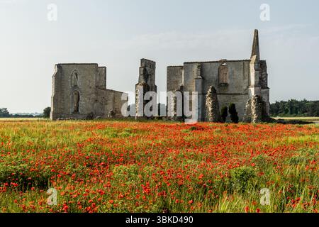 Die Klosterruinen der Abbaye des Châteliers (Abtei von Notre-Dame-de-Ré) erheben sich hinter einem Feld blühender Mohnblumen in La Prée in der Nähe von La Flotte auf der Insel Ré (Île de Ré), Charente-Maritime, Nouvelle-Aquitaine, Frankreich. Zwei Giebelwände mit gotischen Fensteröffnungen, ein spitzer Turm und die Überreste von Säulen stehen noch. Zisterziensermönche gründeten die Abtei im Jahr 1156. Sie wurde der Ausgangspunkt für die wirtschaftliche Entwicklung der Insel mit Weinbergen und Salzmarschen. Englische Truppen verwüsteten sie 1294, 1388 und 1462, und Hugenotten zerstörten sie 1574 während der Religionskriege. Ihre Steine wir Stockfoto