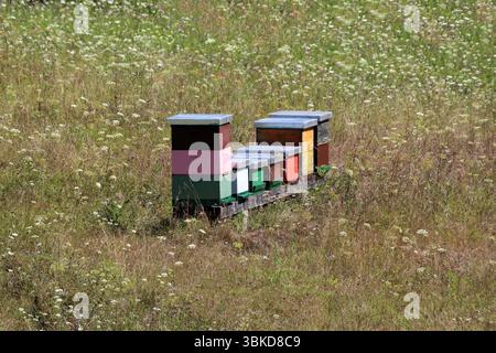 Eine Reihe von bunt bemalten Bienenstöcken mit Metalldächern befindet sich auf einer Wildblumenwiese, umgeben von hohen Gräsern und blühenden weißen und violetten Blumen darunter Stockfoto