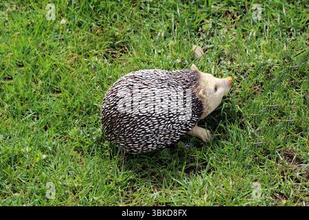 Europäischer Igel erinaceus europaeus Figur mit markantem Stachelfell geht über üppiges grünes Gras und sucht bei Tageslicht nach Nahrungsmitteln; detaillierte Ansicht zeigt seine Stockfoto