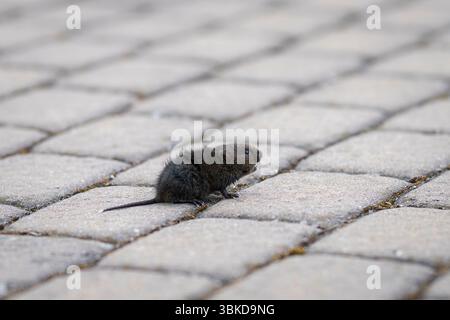 Europäische Wassermaulmäuse (Arvicola amphibius), ein halbaquatisches Nagetier. Wasserratte, die von einer Katze am Hafenpier gefangen wurde. Stockfoto