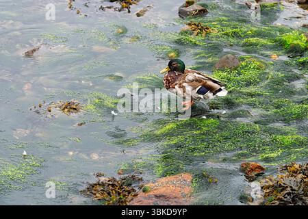 Eine Stockente steht auf einem grünen Seegras in Küstengewässern, umgeben von Felsen und Meeresvegetation an einem bewölkten Tag. Stockfoto