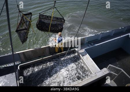 BURGHSLUIS - die Muschelernte findet an Bord der BRU36 auf der Oosterschelde statt. Mit der Sammlung der ersten Muscheln hat die Muschelsaison offiziell begonnen. ANP JEROEN JUMELET niederlande Out - belgien Out Stockfoto