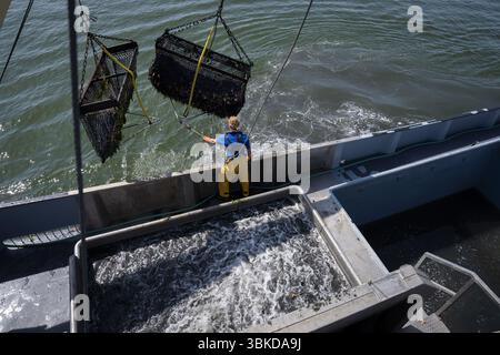 BURGHSLUIS - die Muschelernte findet an Bord der BRU36 auf der Oosterschelde statt. Mit der Sammlung der ersten Muscheln hat die Muschelsaison offiziell begonnen. ANP JEROEN JUMELET niederlande Out - belgien Out Stockfoto