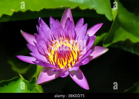 Strahlende Wasserlilie in Blüte Stockfoto