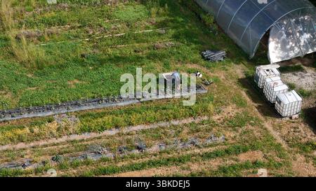 Luftaufnahme eines Landwirts, der in einem Permakultur-Garten arbeitet und neben einem Gewächshaus und Wassertanks Pflanzen anlegt, was eine nachhaltige Landwirtschaft zeigt Stockfoto