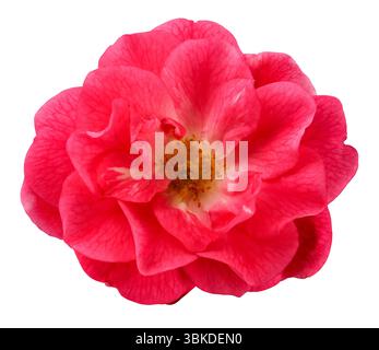 Wunderschöne rote Rose von oben. Gartenblumen ausgeschnitten, einschließlich Schnittpfade. Stockfoto