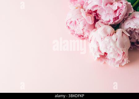 Rosa Pfingstrose Blumen auf pastellrosa Hintergrund mit Kopierraum. Draufsicht, flach. Stockfoto