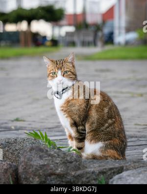 Häusliche Kurzhaarkatze, die gps-Tracker am Kragen trägt, während der Freizeit mit Besitzern im Freien. GPS-Tracking für Haustiere, die lange Spaziergänge mögen. Stockfoto