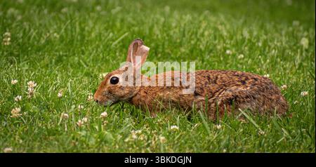 Süßes Kaninchen, das einen Nachmittagssnack auf dem Feld genießt Stockfoto