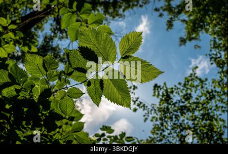 Sonne durch grünes Blatt Stockfoto