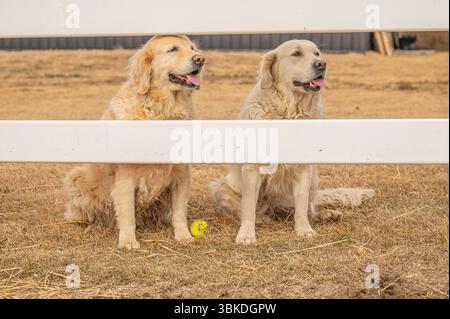 Zwei Golden Retriever, die hinter dem Zaun sitzen, mit Tennisball auf dem Boden Stockfoto