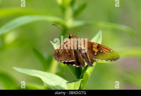 Silberfleckiger Skipper Schmetterling entscheidet, wo seine nächste Blume ruhen wird Stockfoto