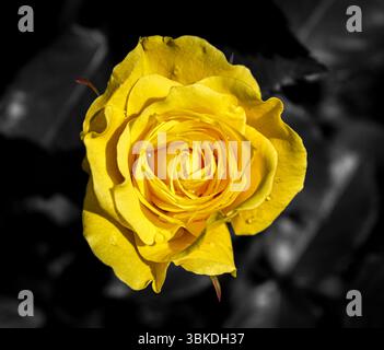 Gelbe Rose blüht in der warmen Frühlingssonne Stockfoto
