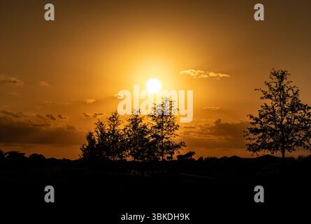 Die goldene Stunde Sonnenuntergang über florida Pines in Viera flroida Stockfoto
