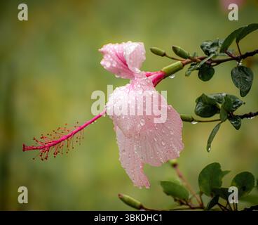 Ein wunderschöner rosafarbener Hibiskus, der nach einem Sommerregen in Florida mit Wassertropfen glänzt Stockfoto
