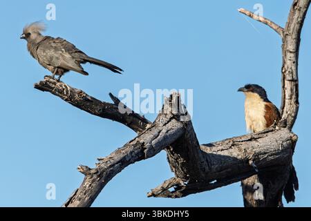 Grauer Abwesenheitsvogel (Crinifer concolor) und kupferfarbener Schwanzcoucal in einem Baum in Botswana, Afrika Stockfoto