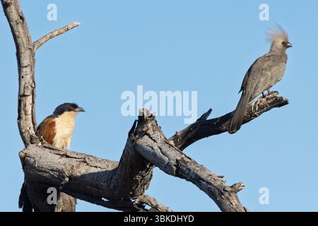 Grauer Abwesenheitsvogel (Crinifer concolor) und kupferfarbener Schwanzcoucal in einem Baum in Botswana, Afrika Stockfoto
