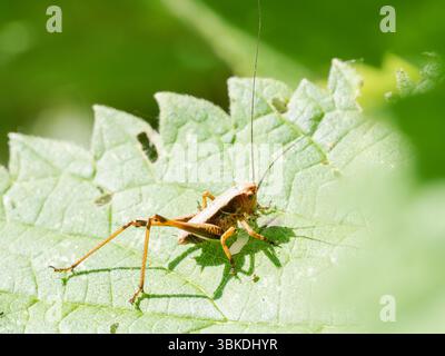 Dunkle Buschgrille (Pholidoptera griseoaptera), die auf einem Stab im Naturschutzgebiet Baie de Somme, Frankreich, thront. Stockfoto