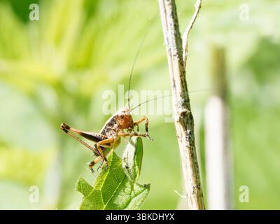 Dunkle Buschgrille (Pholidoptera griseoaptera), die auf einem Stab im Naturschutzgebiet Baie de Somme, Frankreich, thront. Stockfoto