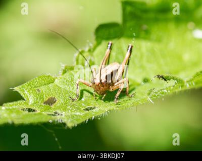 Dunkle Buschgrille (Pholidoptera griseoaptera), die auf einem Stab im Naturschutzgebiet Baie de Somme, Frankreich, thront. Stockfoto