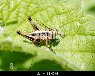 Dunkle Buschgrille (Pholidoptera griseoaptera), die auf einem Stab im Naturschutzgebiet Baie de Somme, Frankreich, thront. Stockfoto