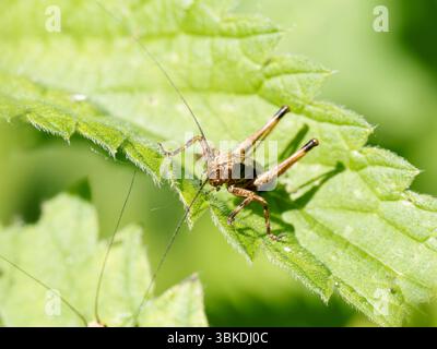 Dunkle Buschgrille (Pholidoptera griseoaptera), die auf einem Stab im Naturschutzgebiet Baie de Somme, Frankreich, thront. Stockfoto