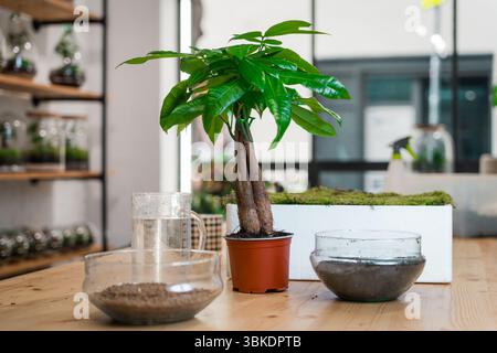 Nahaufnahme der Hände, die Kokedama, eine traditionelle japanische dekorative Hauspflanze, in einem Blumengeschäft halten Stockfoto