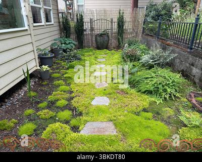 Ein schattiger Garten im Hinterhof eines Hauses, der verschiedene Arten von Moos, Farnen und Hostas sowie andere Pflanzen umfasst. Stockfoto